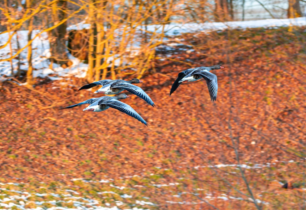 black and white bird flying over brown grass during daytime