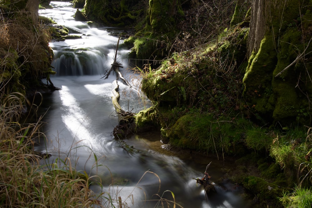 Grünes Moos auf braunem Felsen in der Nähe des Flusses