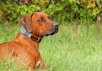 brown short coated dog on green grass field during daytime