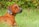 brown short coated dog on green grass field during daytime