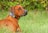 brown short coated dog on green grass field during daytime