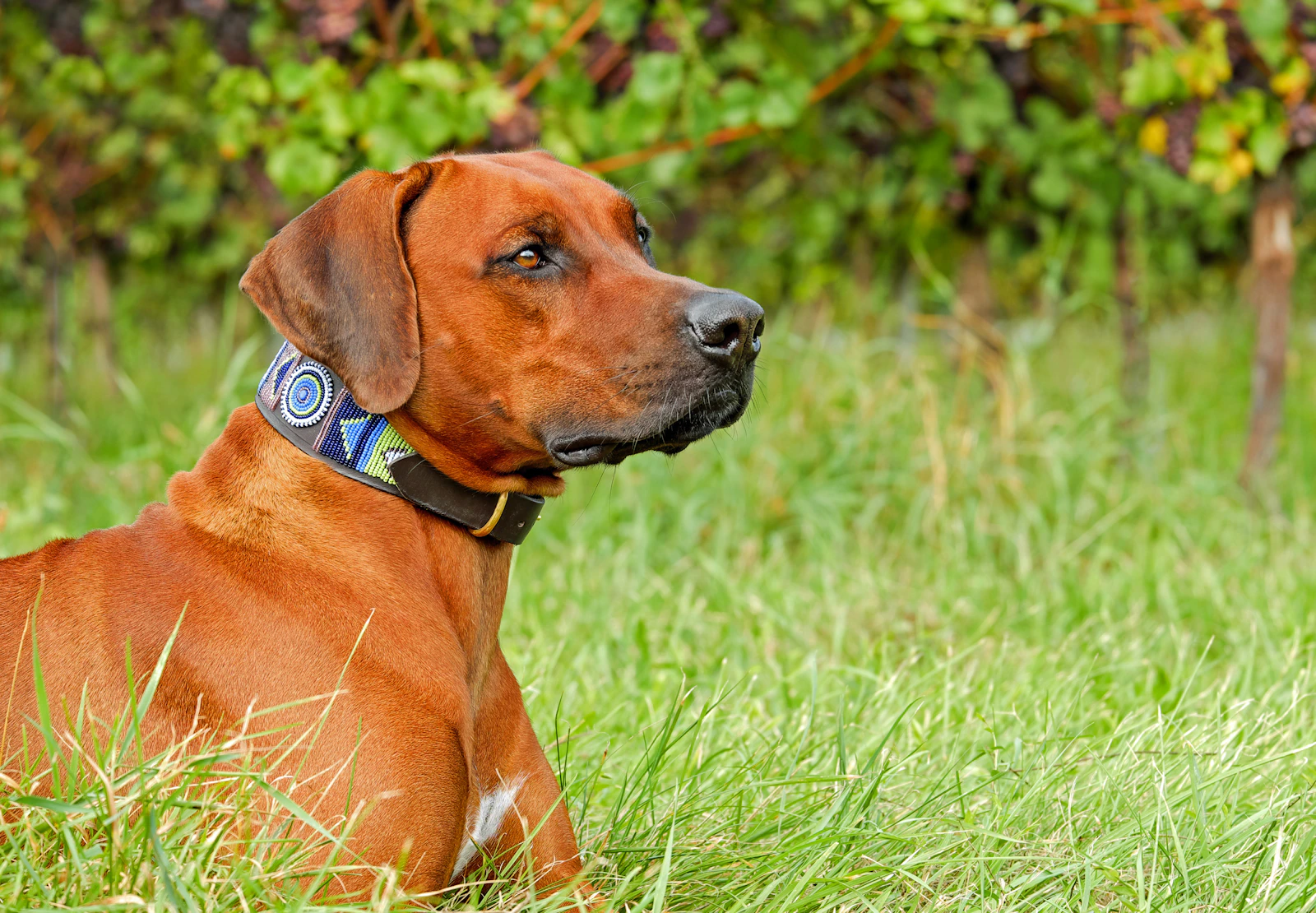 Adult Rhodesian Ridgeback in green grass paddock, photo on Unsplash