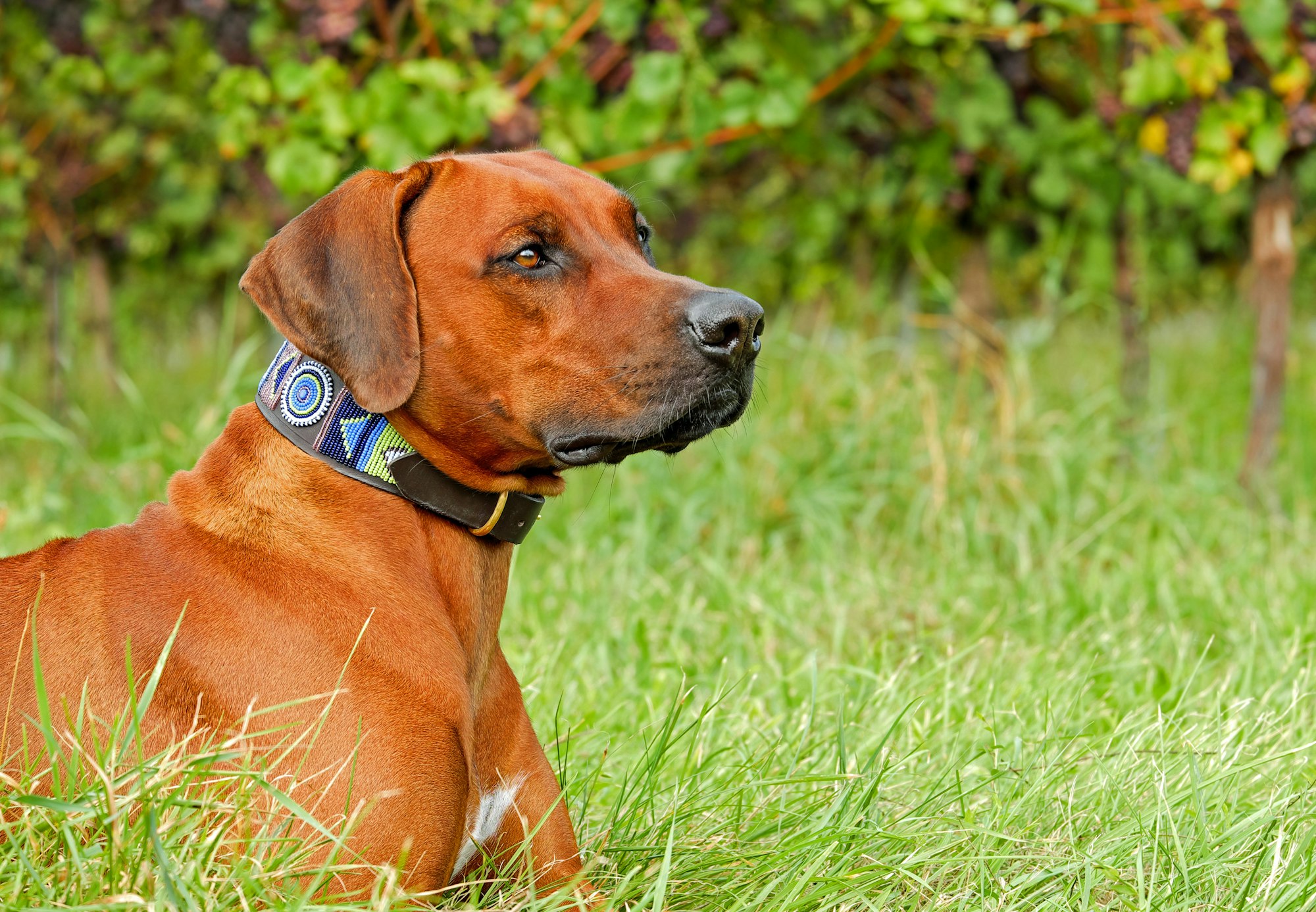 rhodesian ridgeback