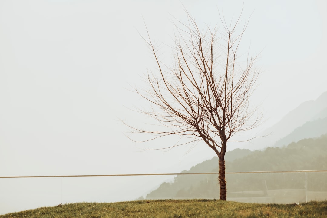 leafless tree on green grass field during daytime