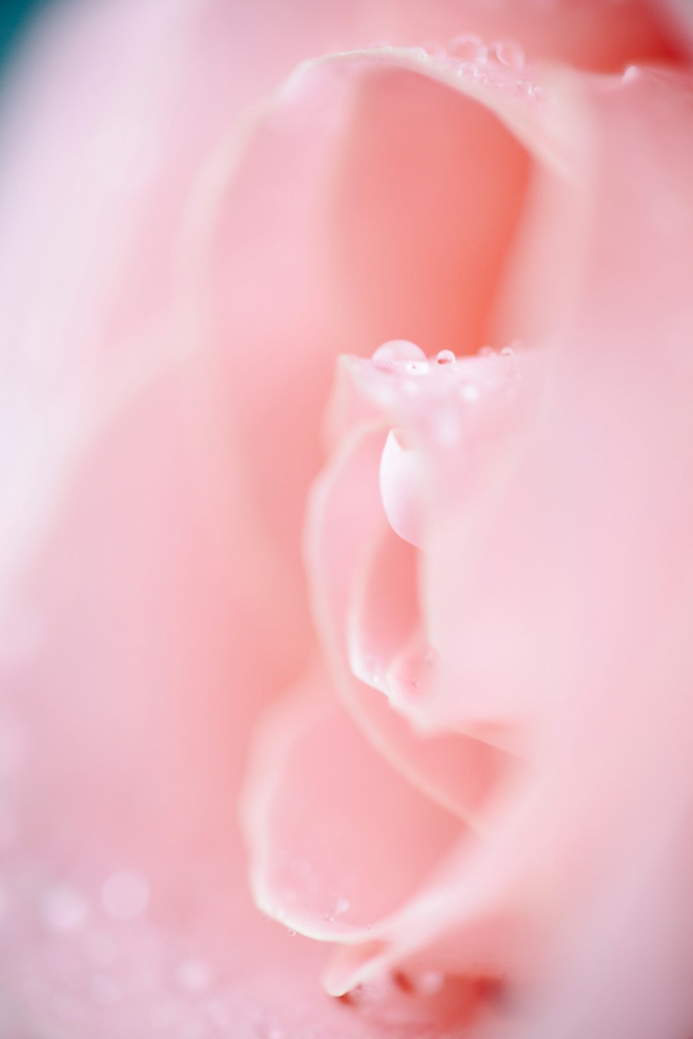 pink rose in close up photography