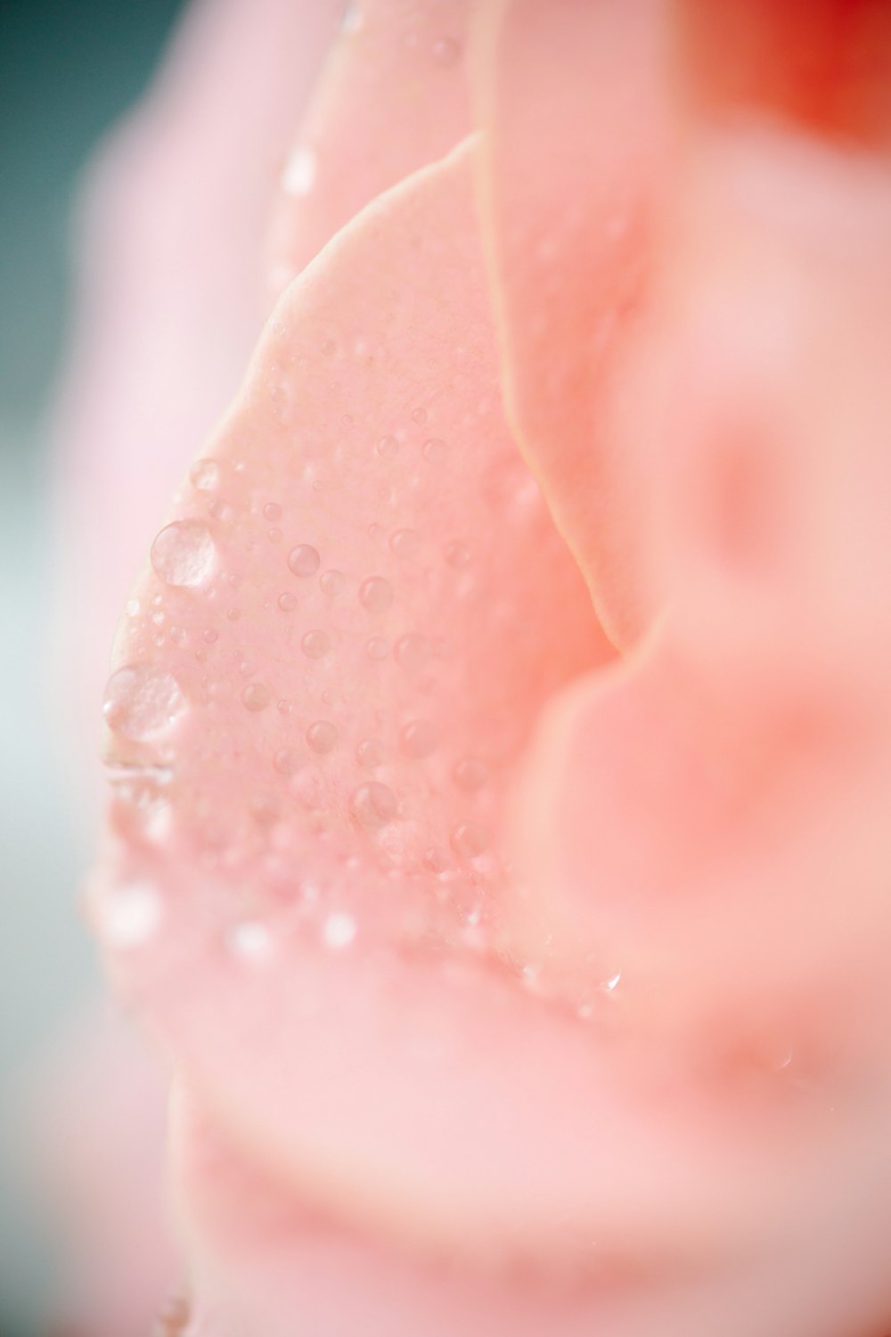 pink rose with water droplets