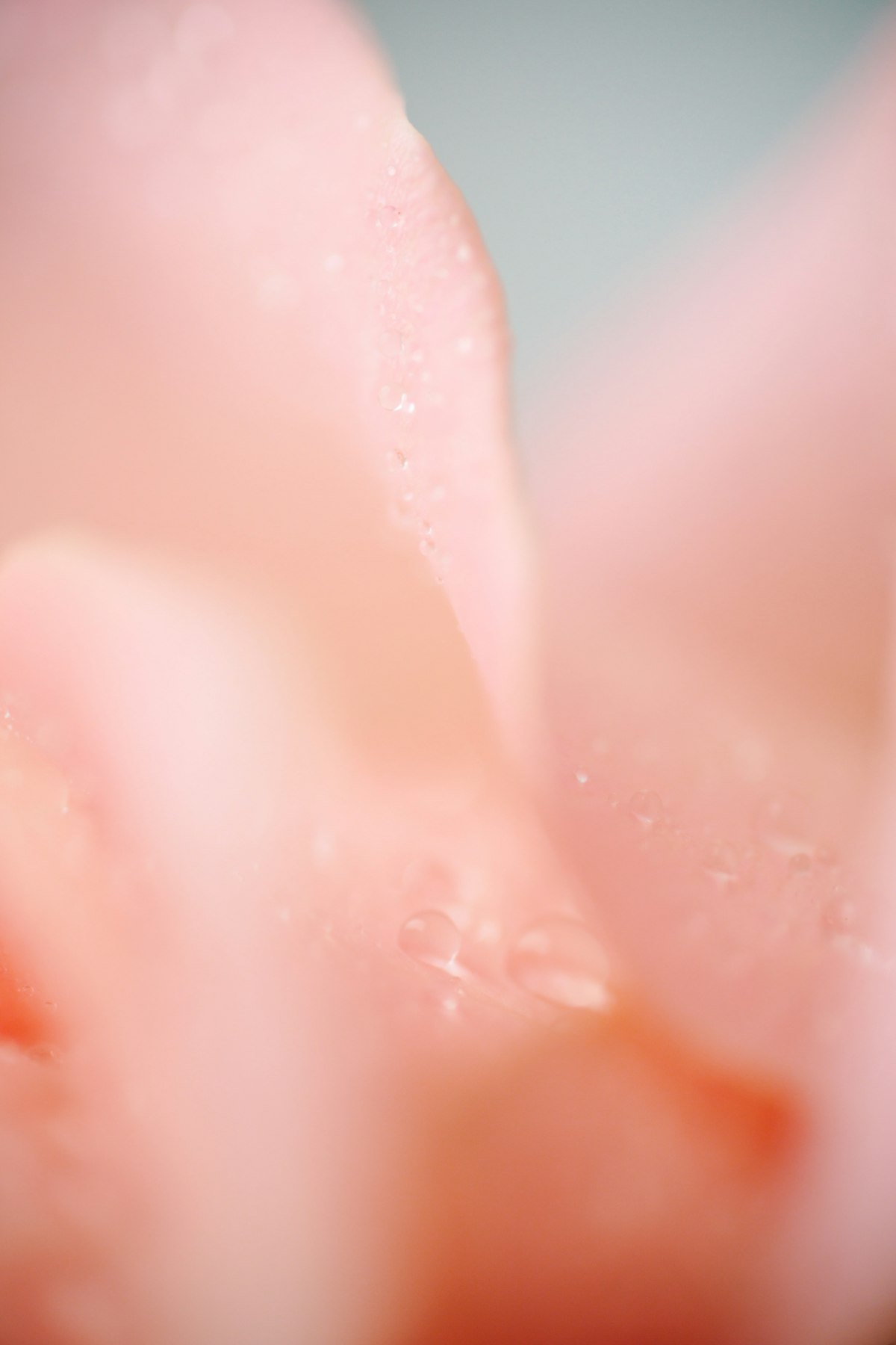 Macro of pink petals with water droplets — Klara Kulikova on Unsplash