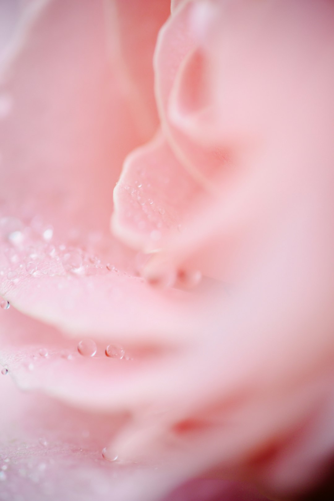 pink rose with water droplets