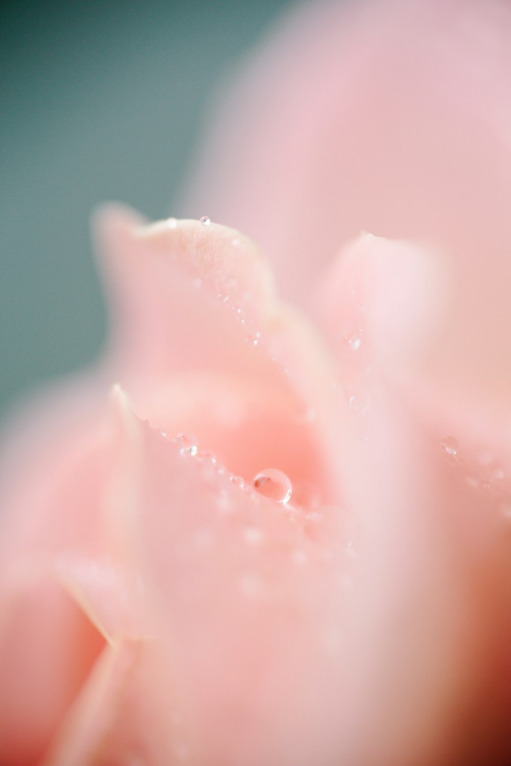 pink rose with water droplets