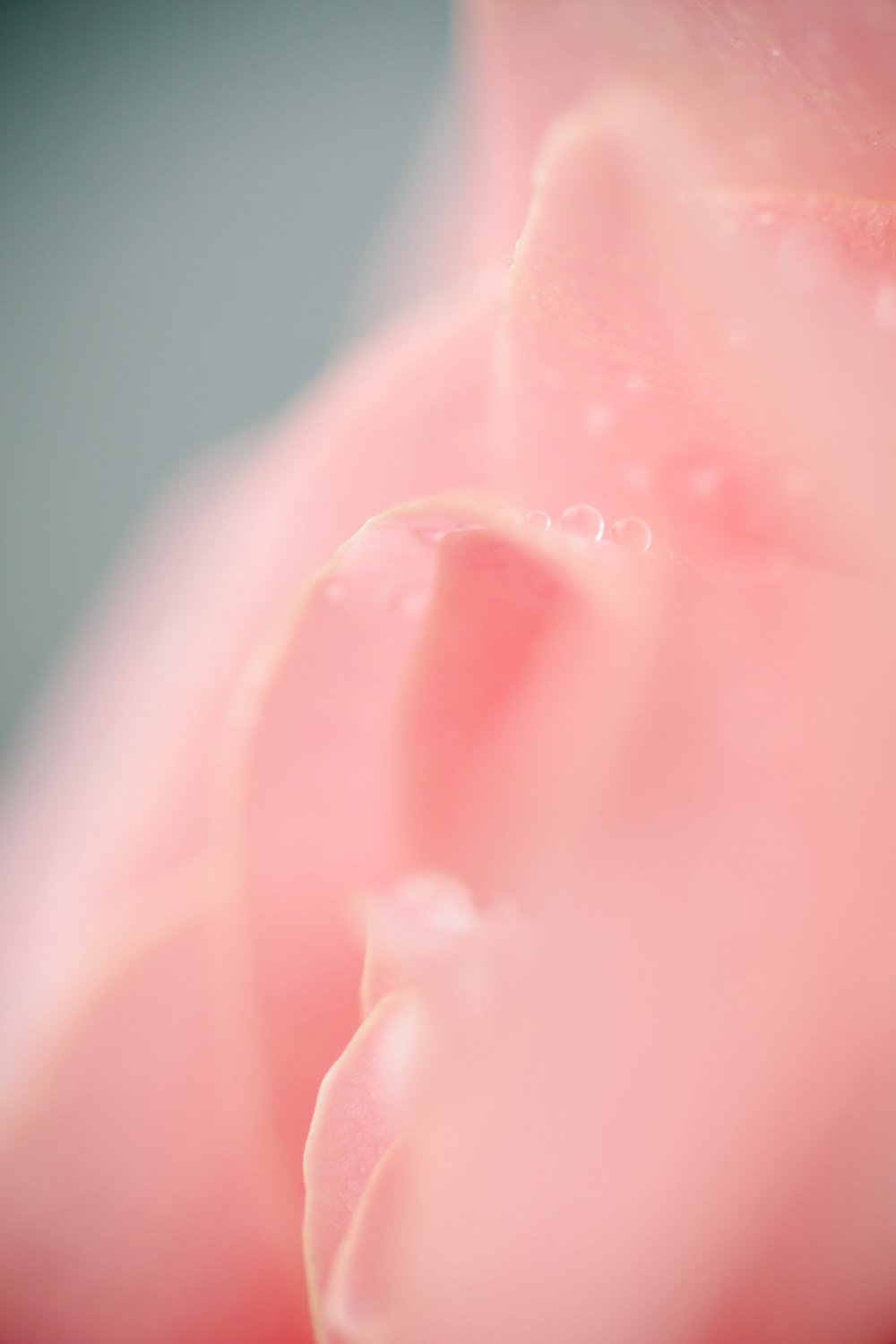 pink rose in close up photography