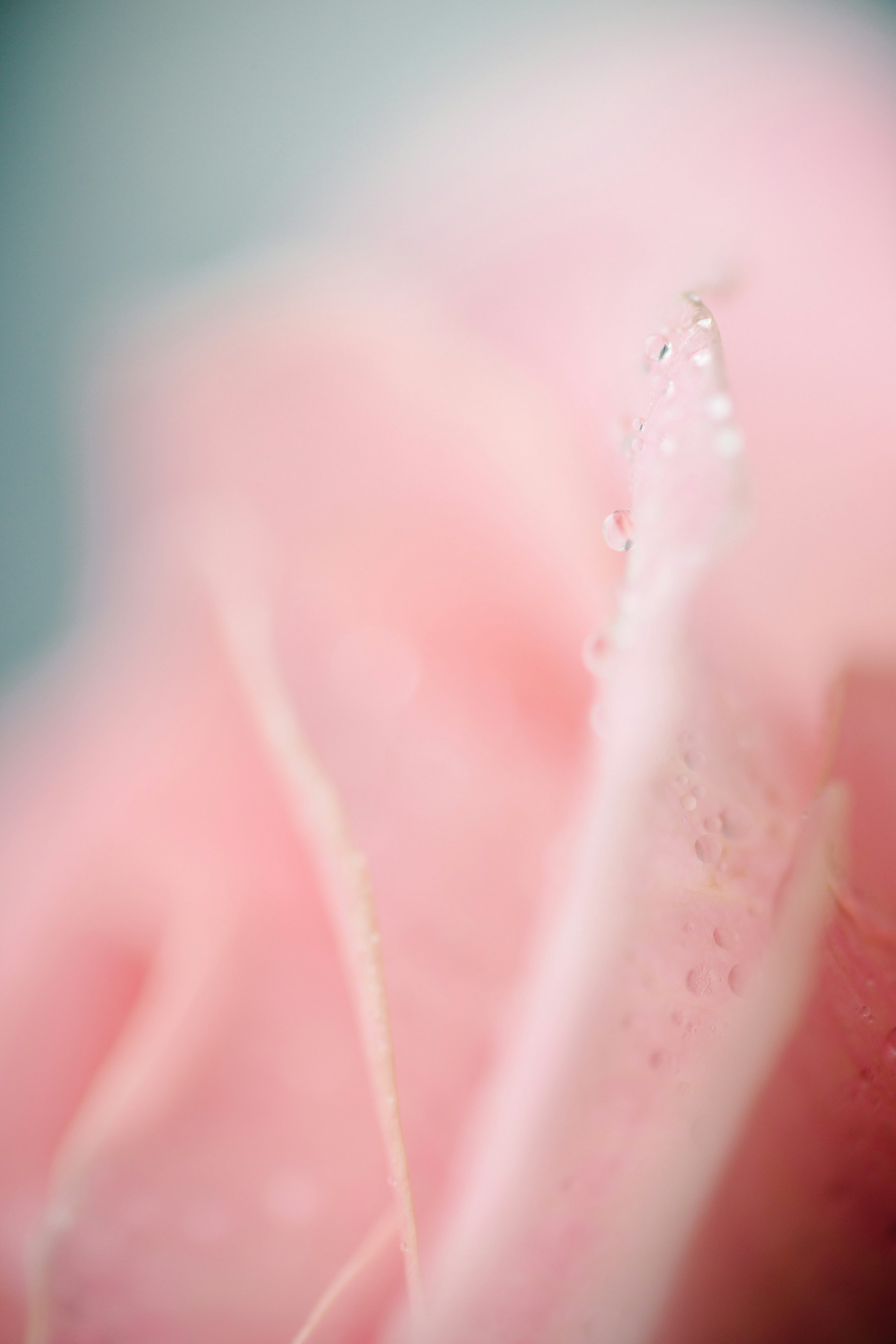 water dew on pink rose