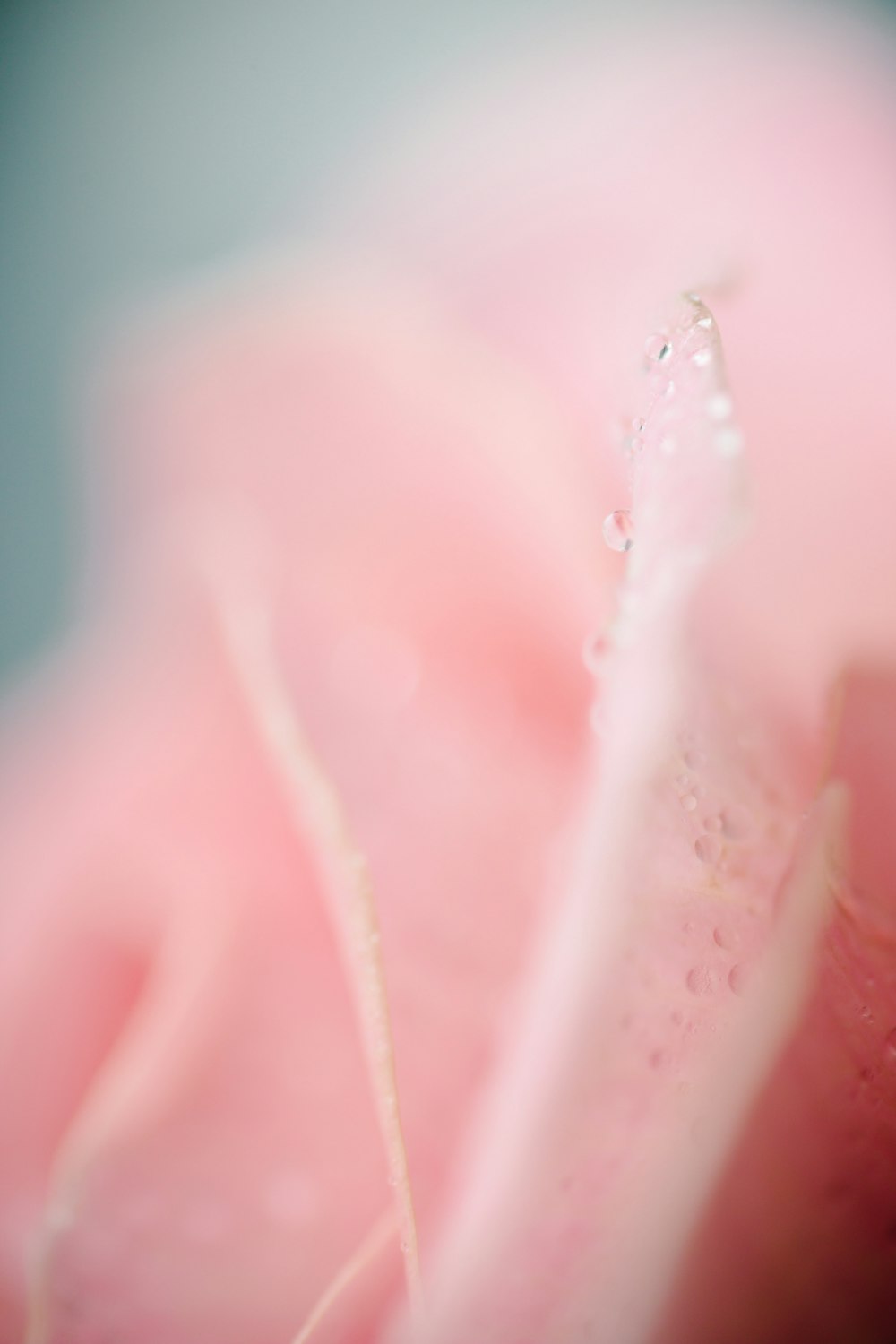 Wassertau auf rosa Rose