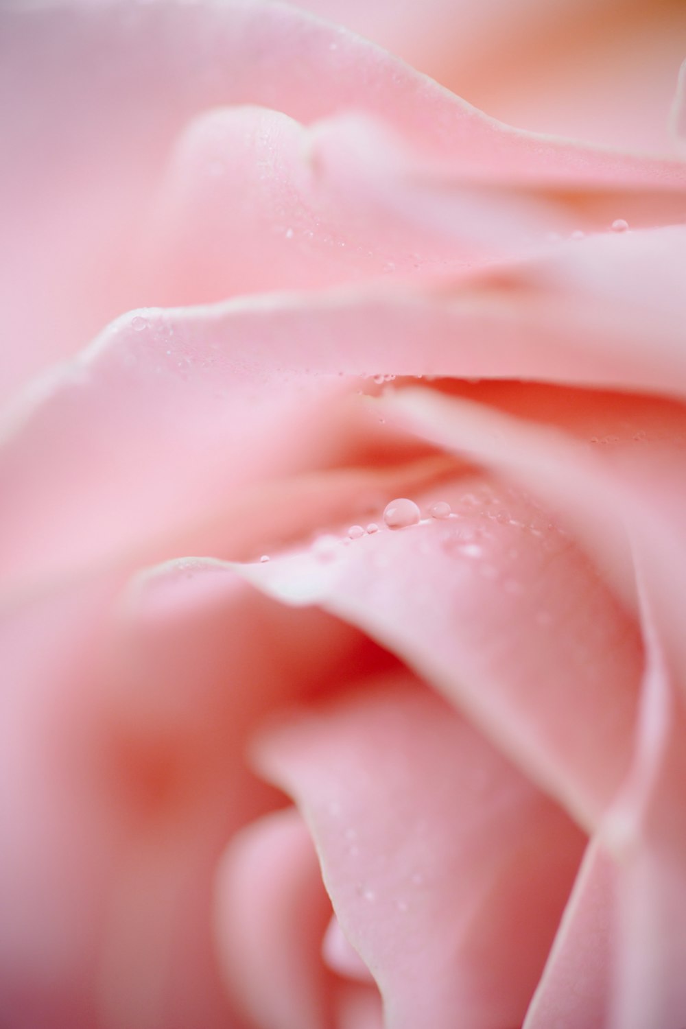 pink rose in close up photography