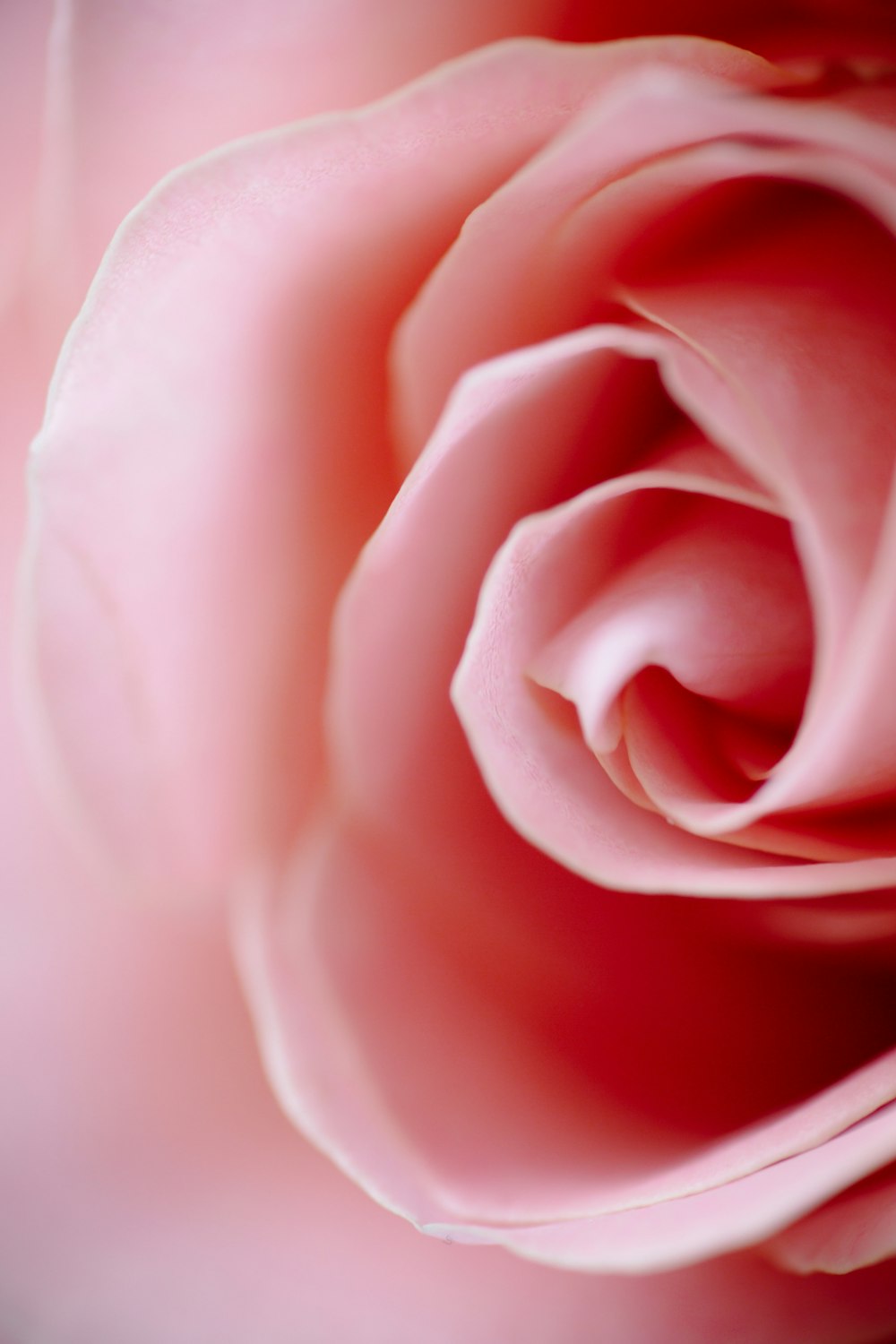 pink rose in close up photography