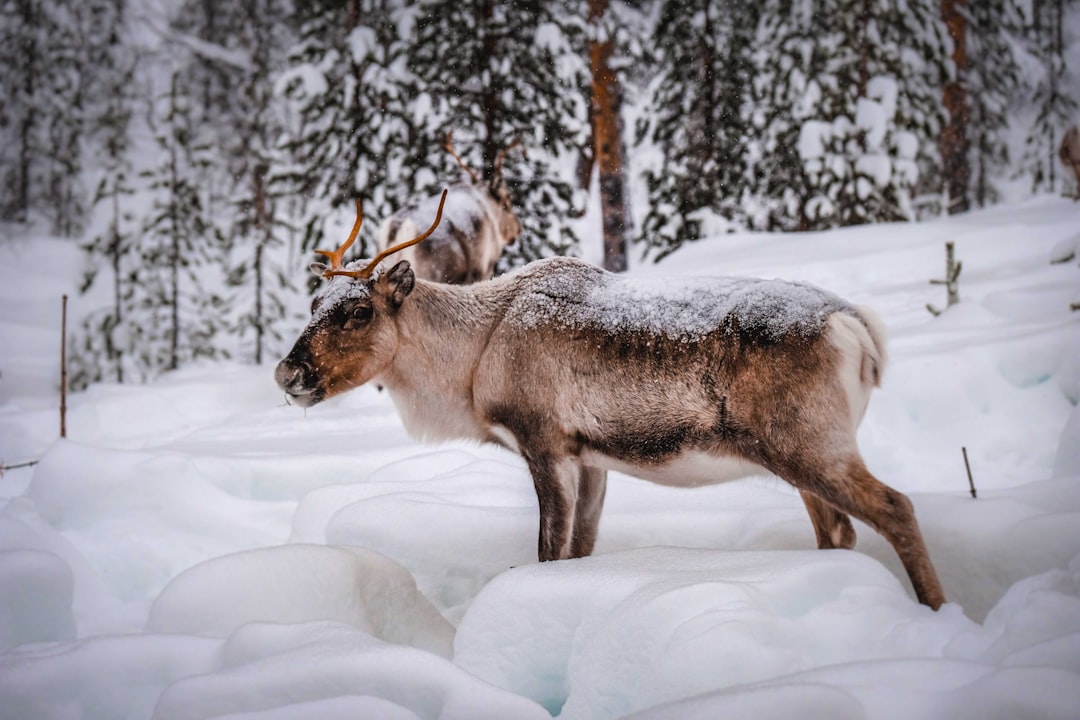 brown and white deer on snow covered ground during daytime