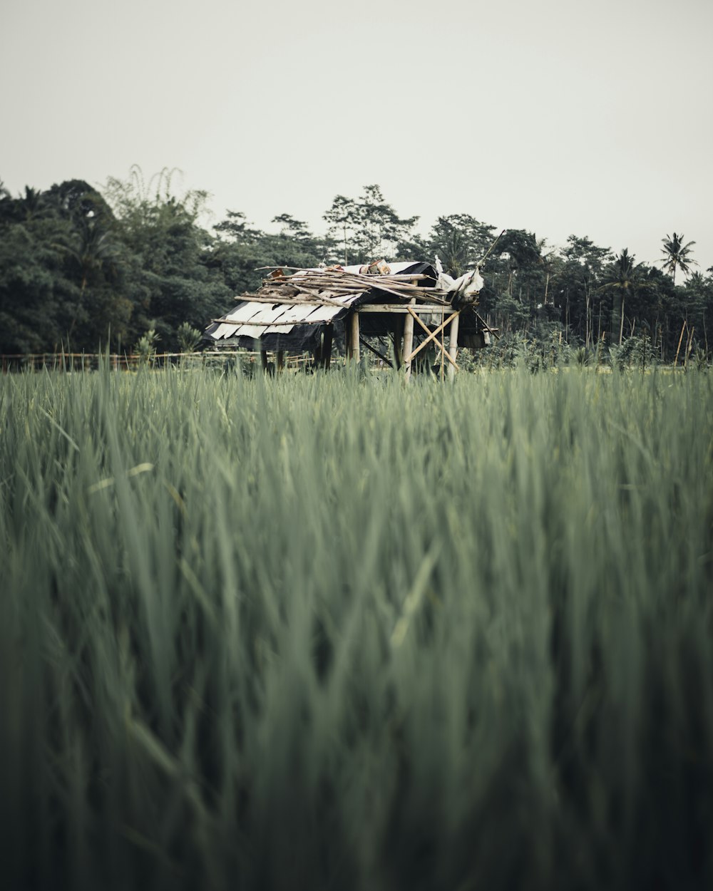 brown wooden house on green grass field during daytime