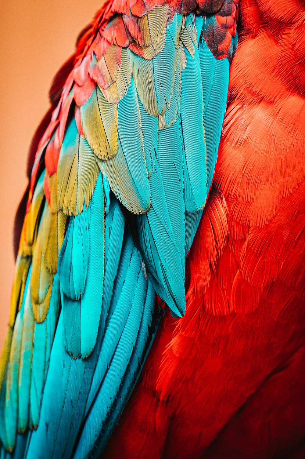 roter blauer und grüner Vogel