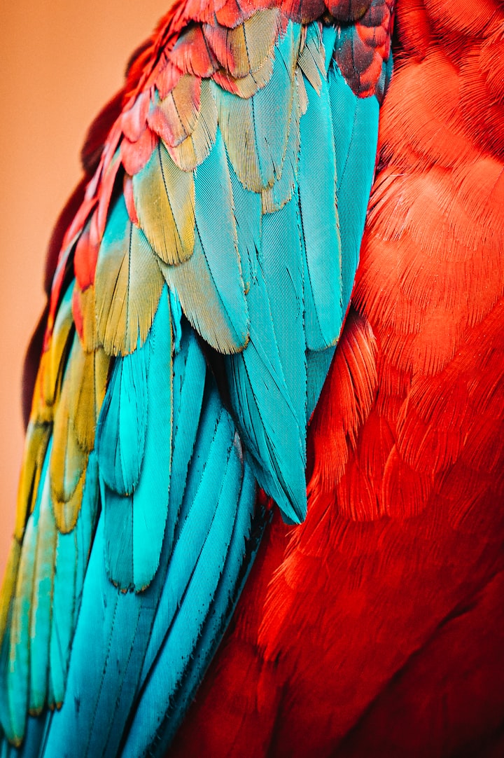 The Pretty Bird in My Grandma's Kitchen