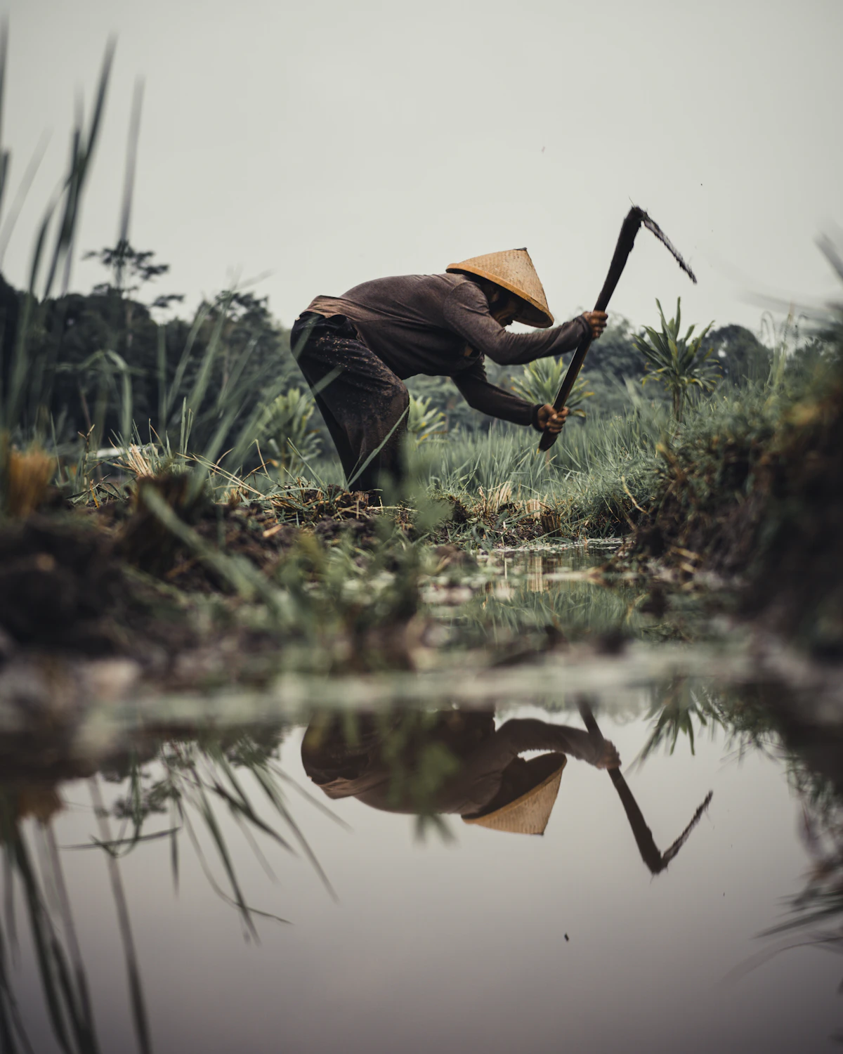Kenyan farm worker checking crop growth against digital data