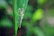 Close-up of a delicate glass bead insect perched on a leafy faux plant, glowing softly in warm light.