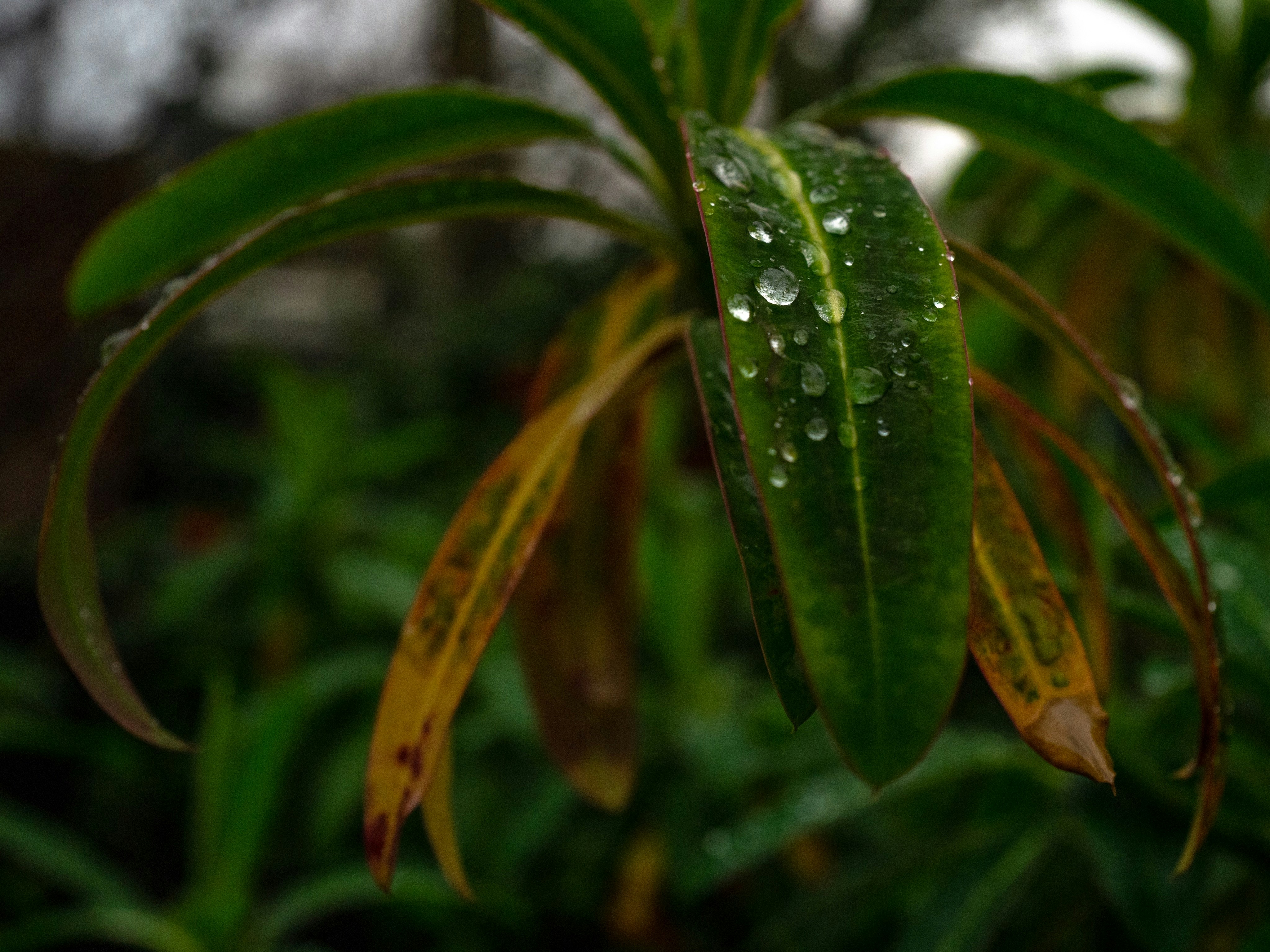 water droplets on green leaves