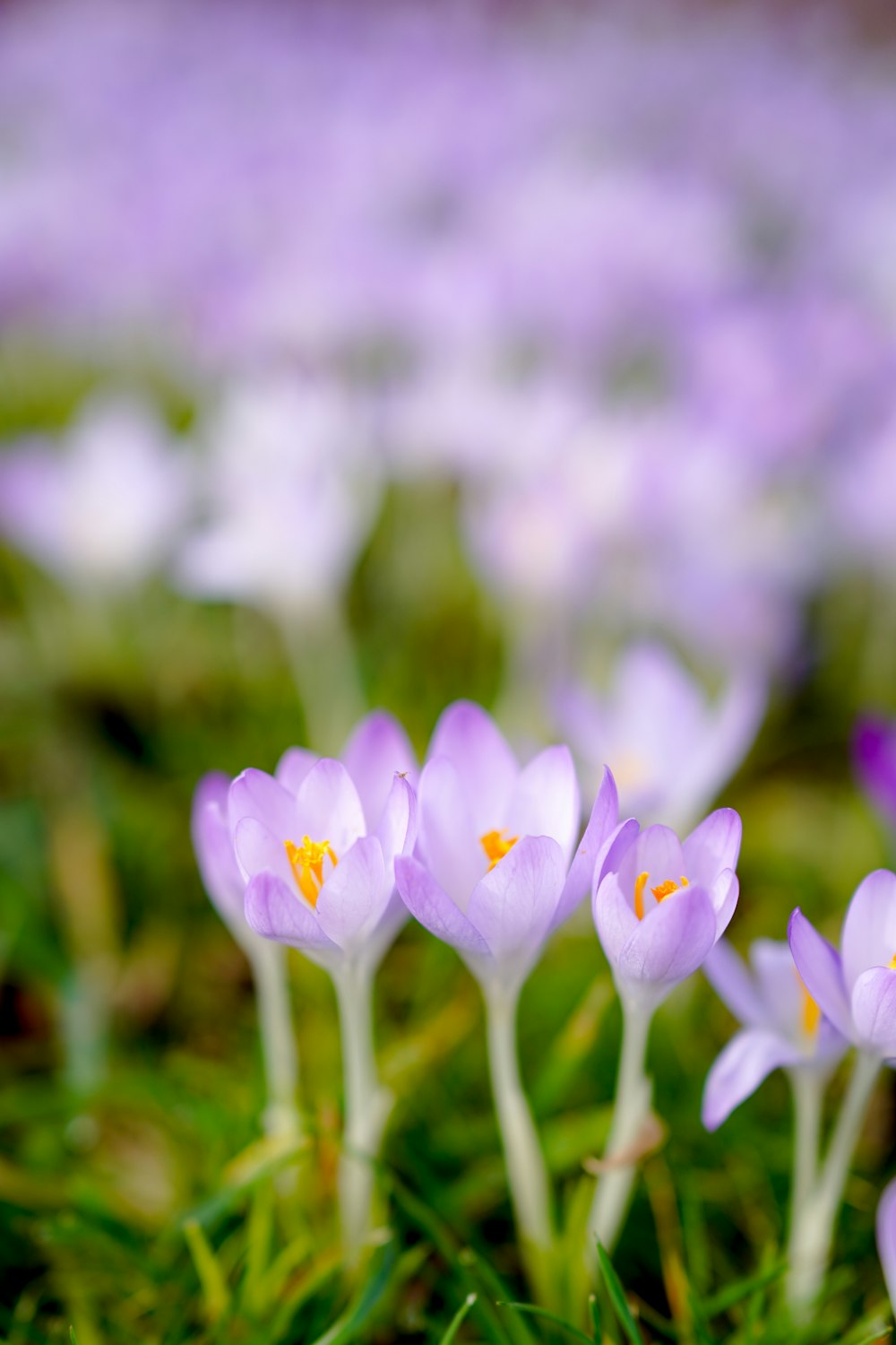 white and purple crocus flowers in bloom during daytime