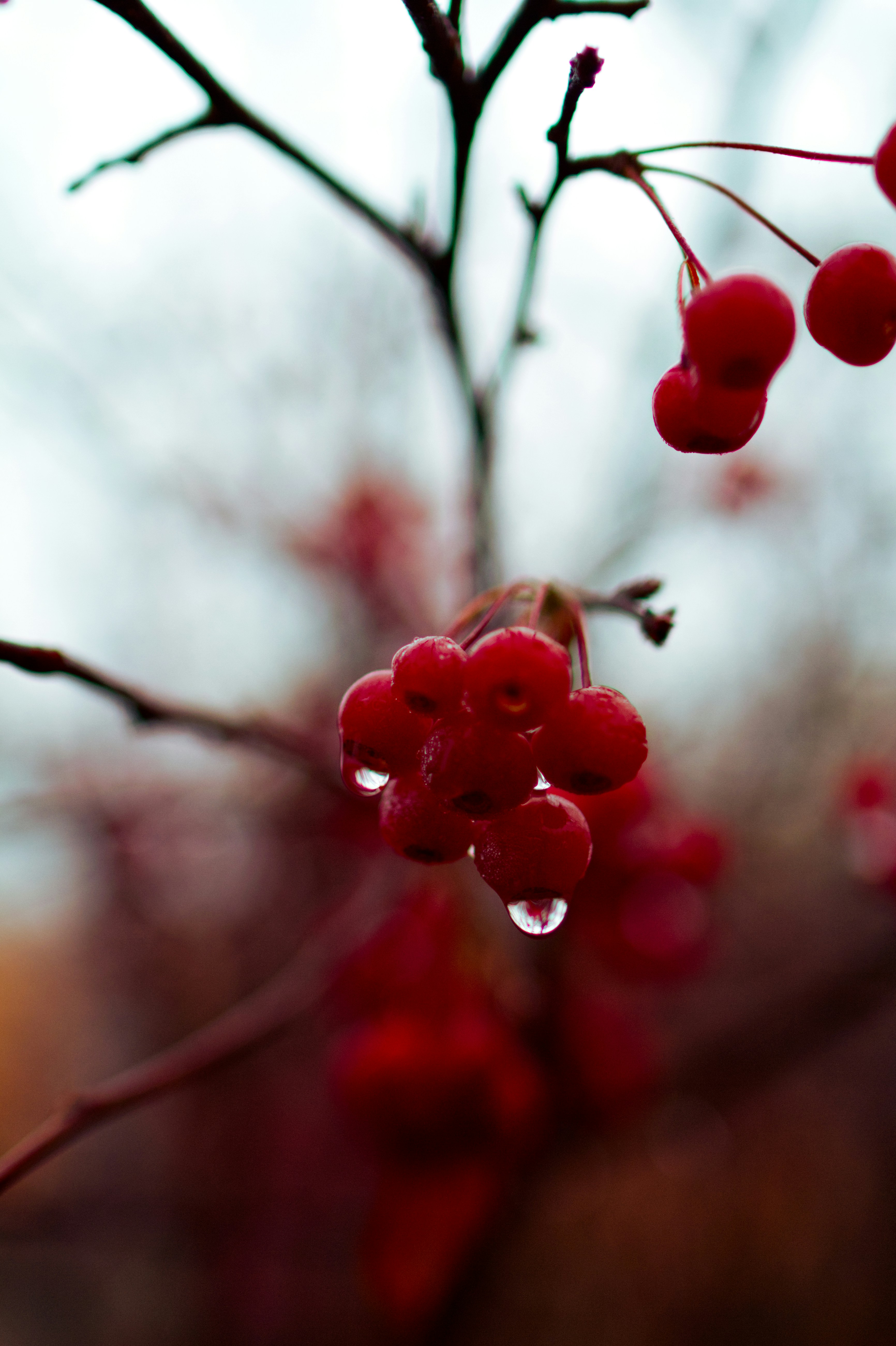 Photo by risto_kokkonen