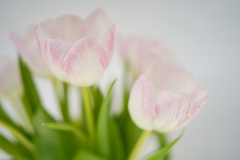 pink and white tulips in close up photography