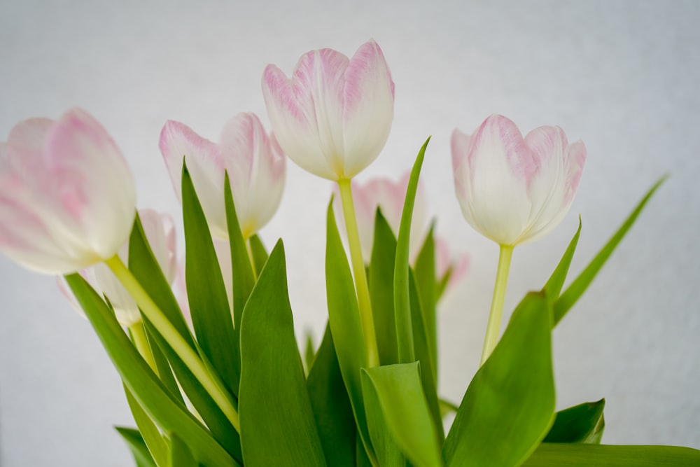 pink tulips in white background