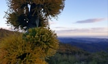 Sunlit agave plants stretching across a golden Mexican landscape at dawn.