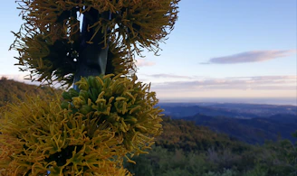 A vibrant agave field under a golden sunset, with a group enjoying a tequila tasting outdoors.