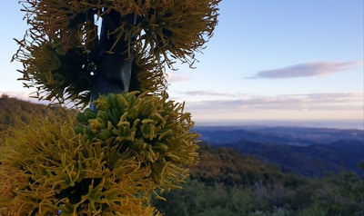 Sunlit agave plants stretching across a golden Mexican landscape at dawn.