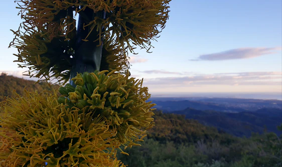 A vibrant agave field under a golden sunset, with a group enjoying a tequila tasting outdoors.