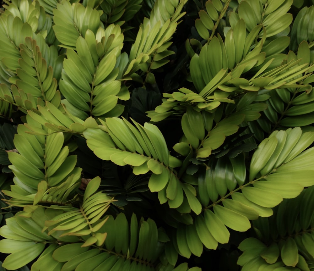 green leaves in close up photography