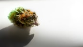 A single cannabis bud is displayed against a bright white background, casting a shadow to the left. The bud is covered in trichomes, giving it a frosty appearance, with vibrant green and orange hues visible on the surface.