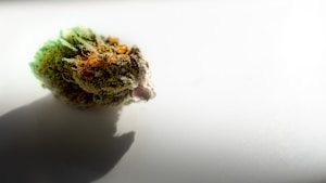A single cannabis bud is displayed against a bright white background, casting a shadow to the left. The bud is covered in trichomes, giving it a frosty appearance, with vibrant green and orange hues visible on the surface.