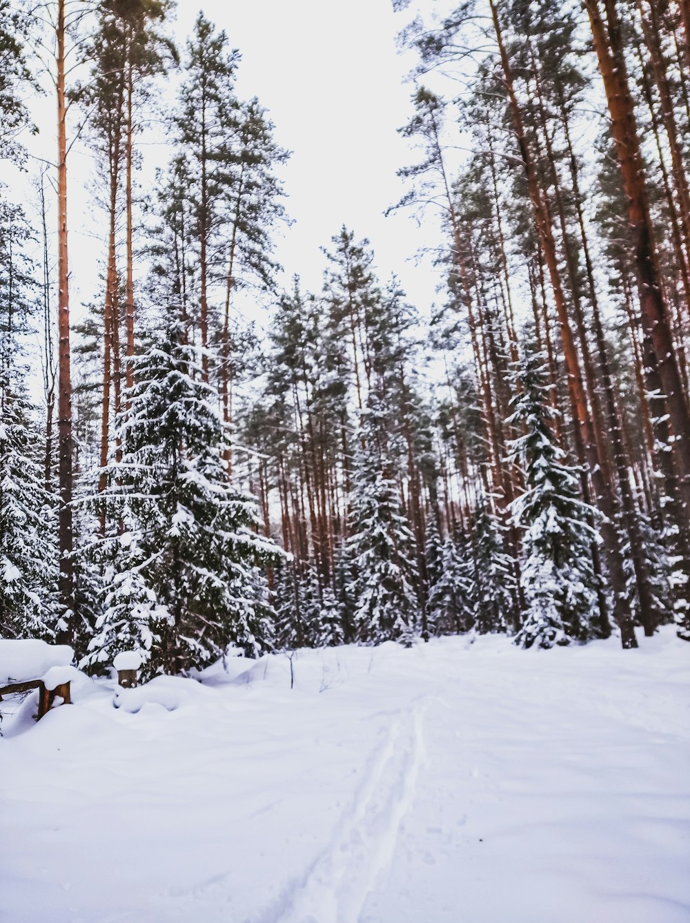 snow covered field and trees during daytime