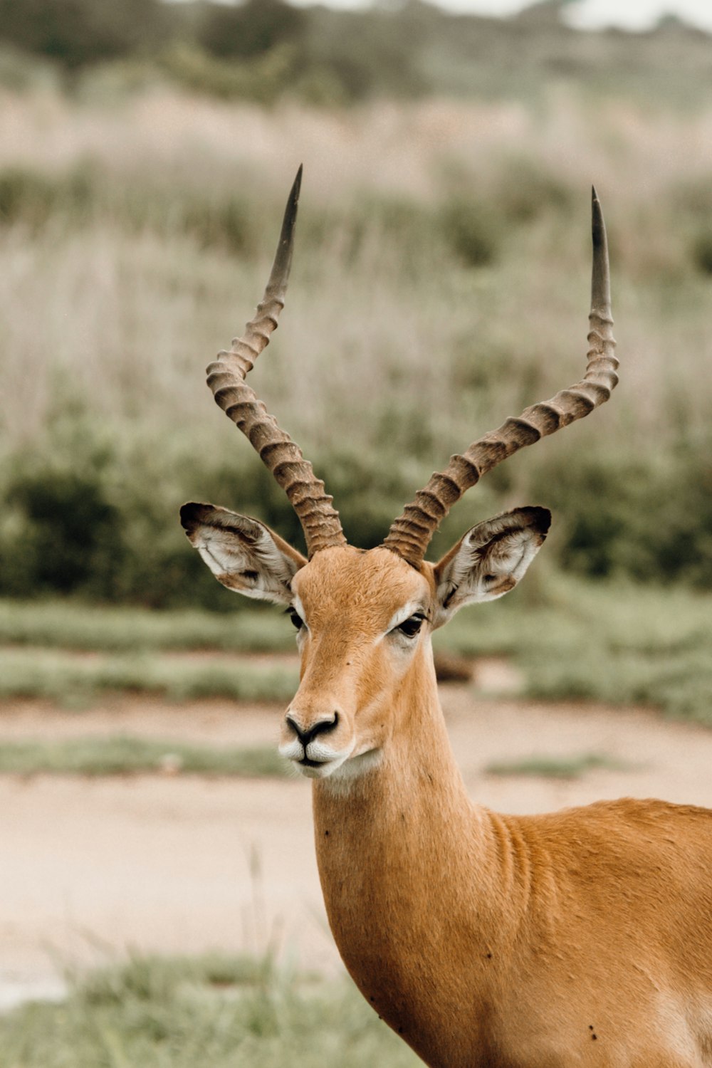 a gazelle with long horns standing in a field
