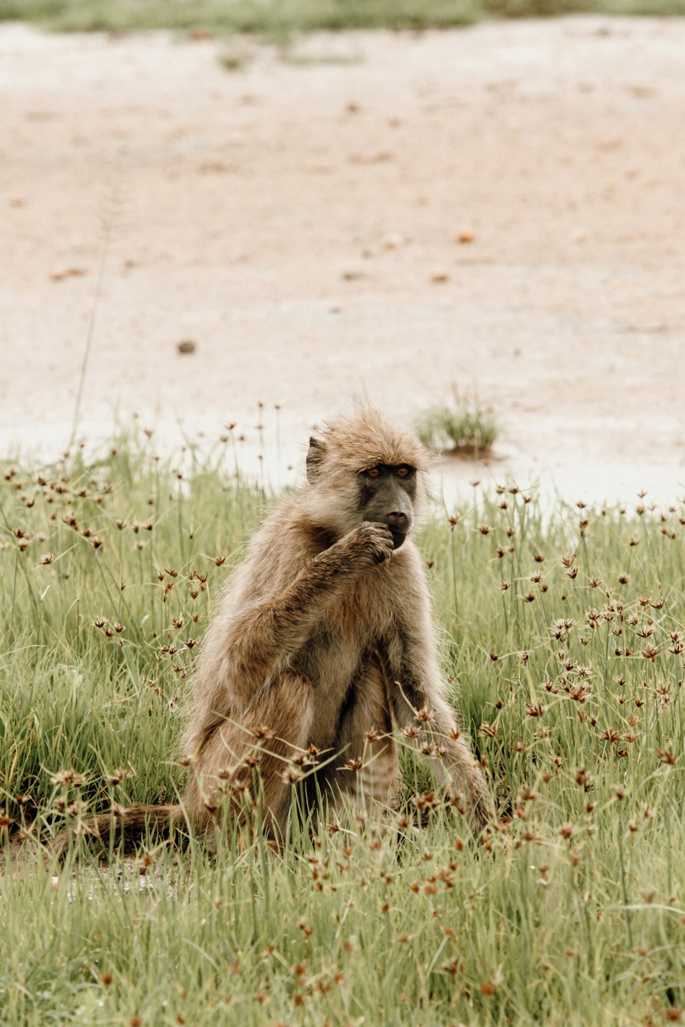 a monkey sitting in a field of tall grass