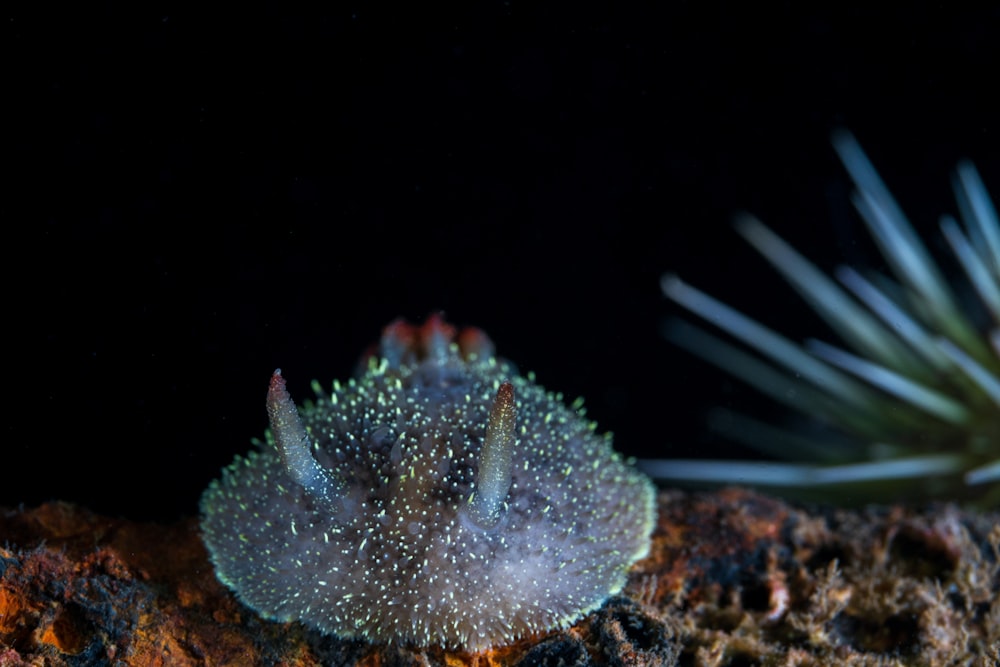 white and brown sea creature