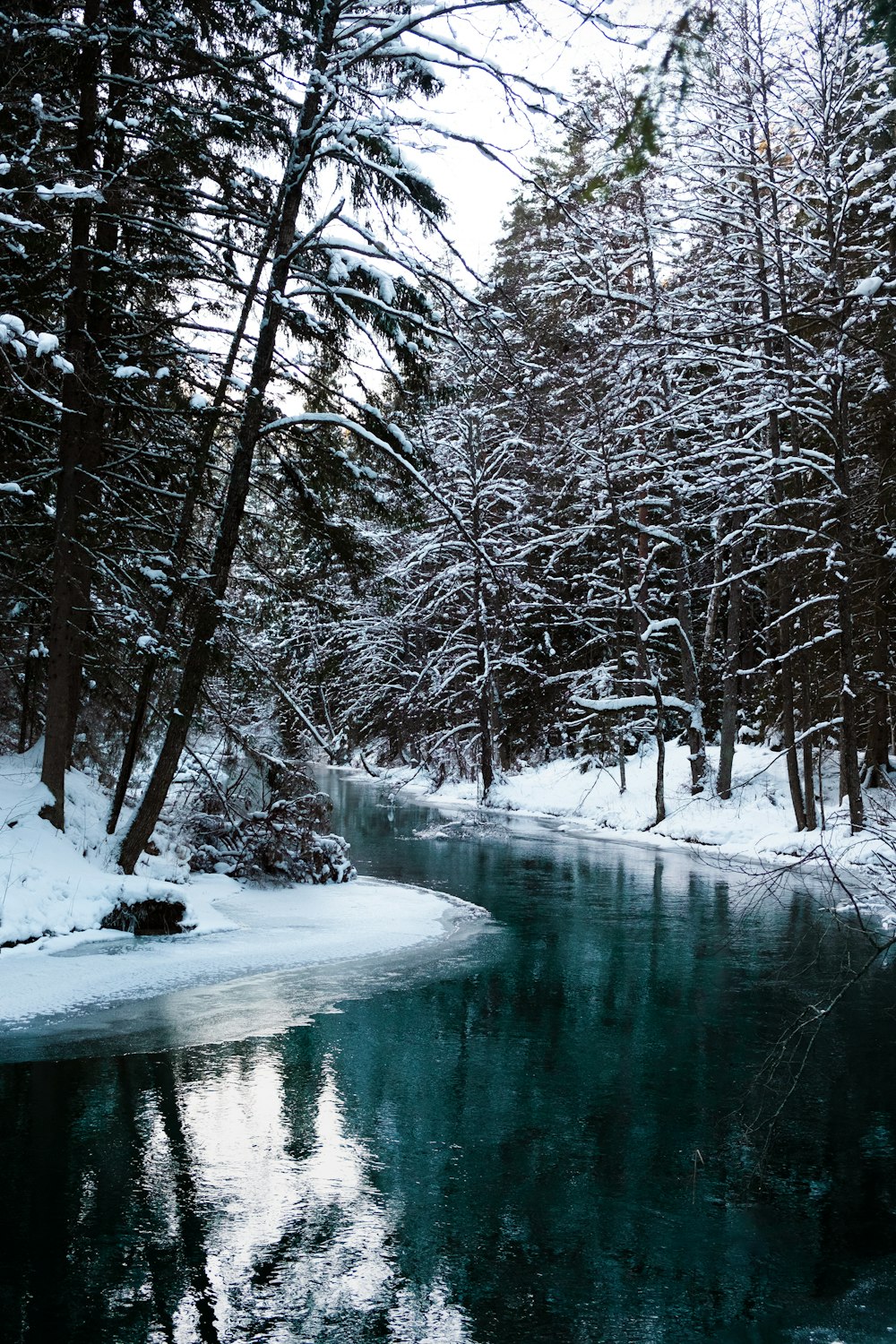 snow covered trees beside river during daytime