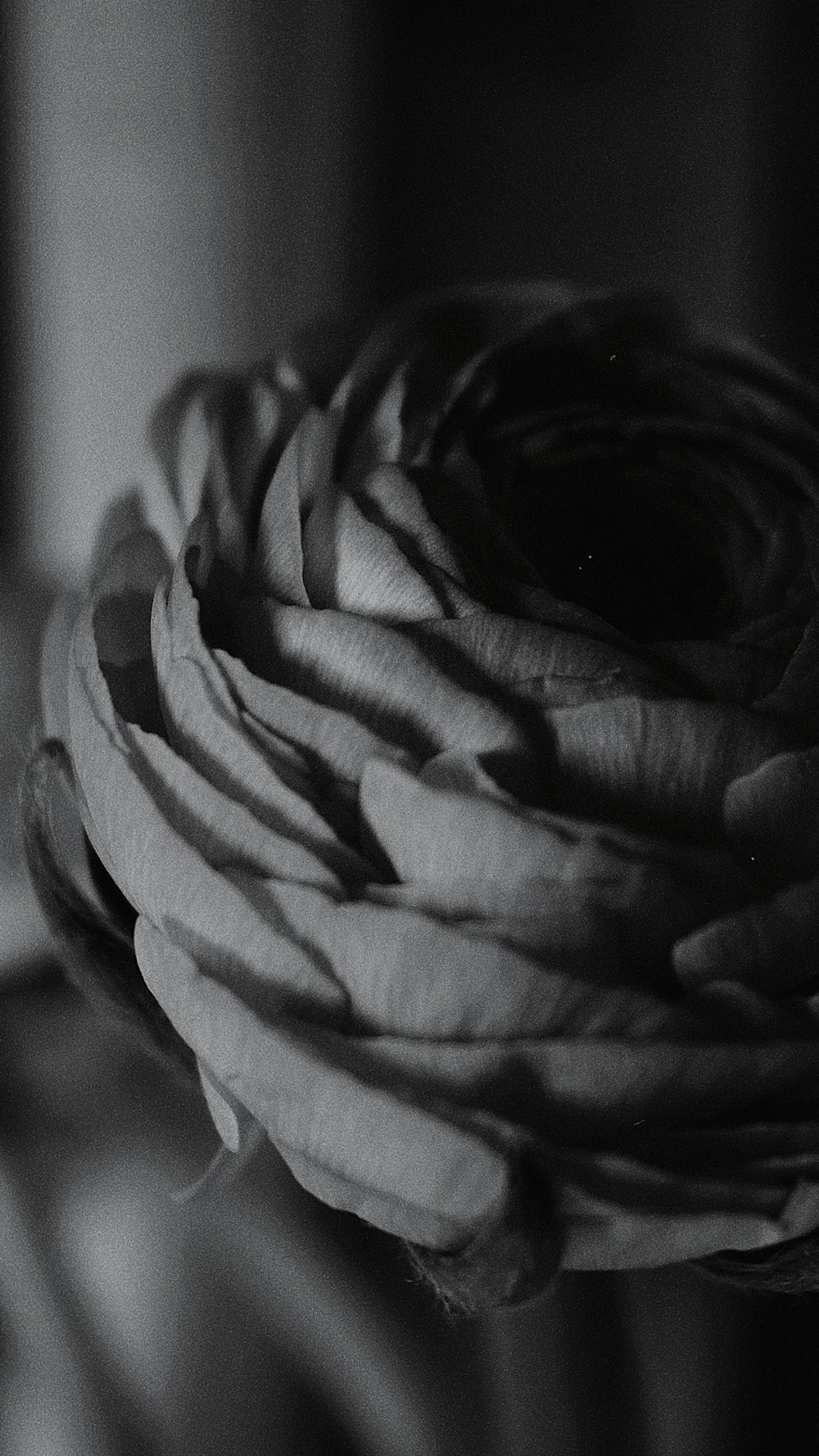 grayscale photo of person holding rose