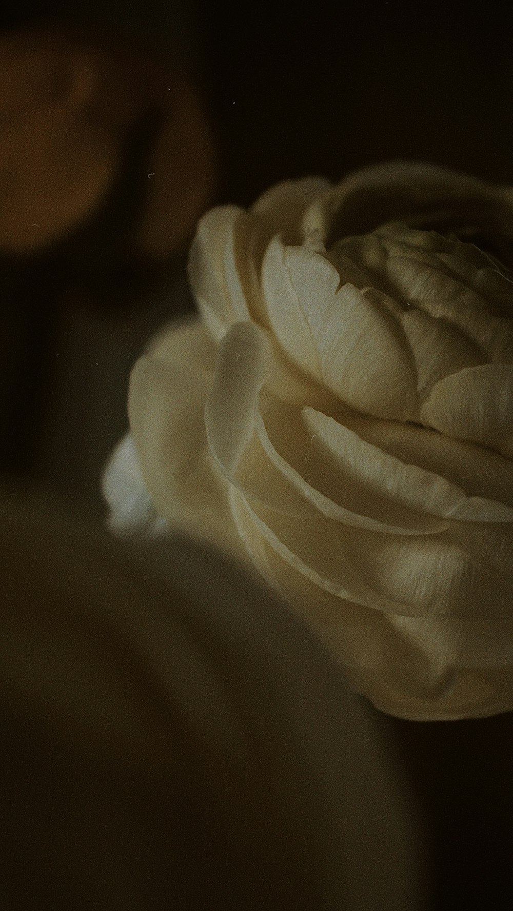 white flower in macro lens