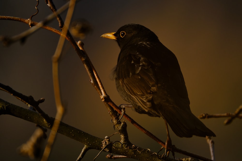 uccello nero sul ramo marrone dell'albero