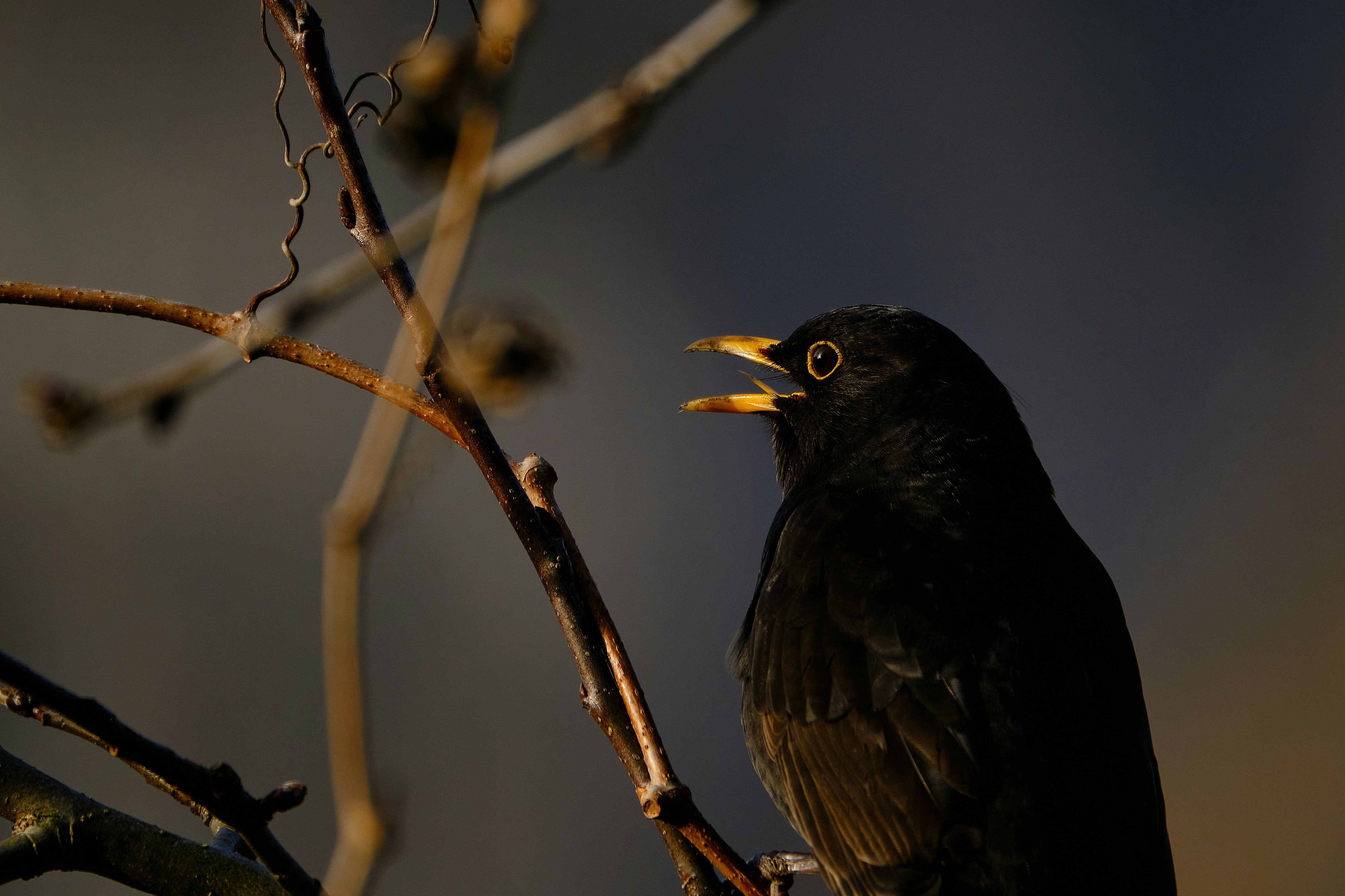 black bird on brown tree branch during daytime