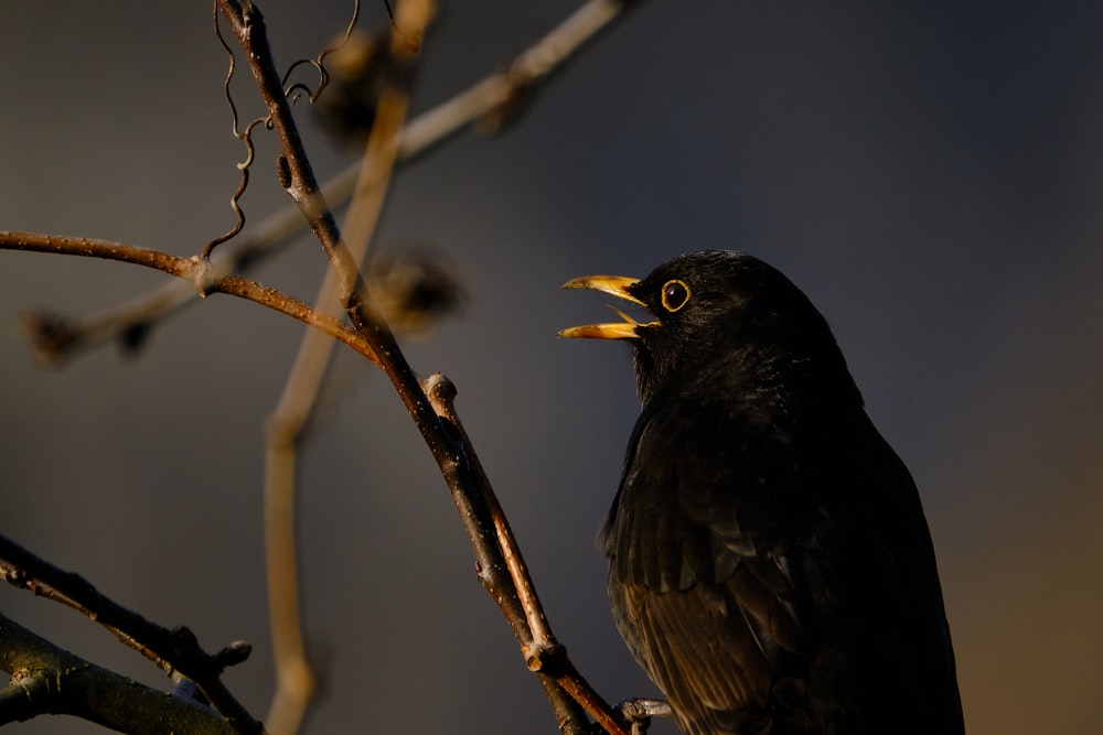 pássaro preto no galho marrom da árvore durante o dia