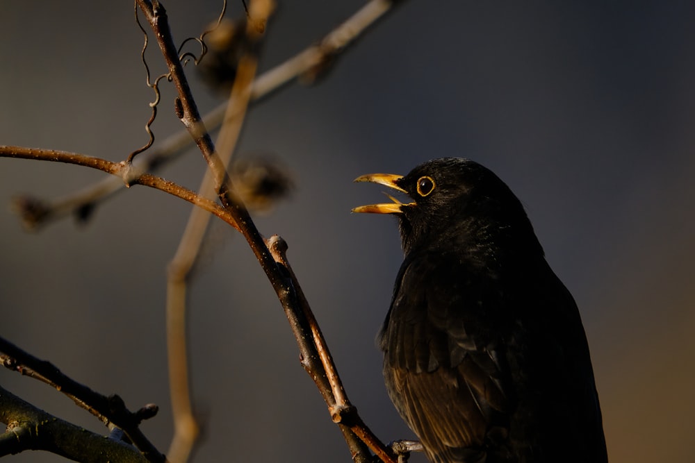 uccello nero sul ramo marrone dell'albero durante il giorno