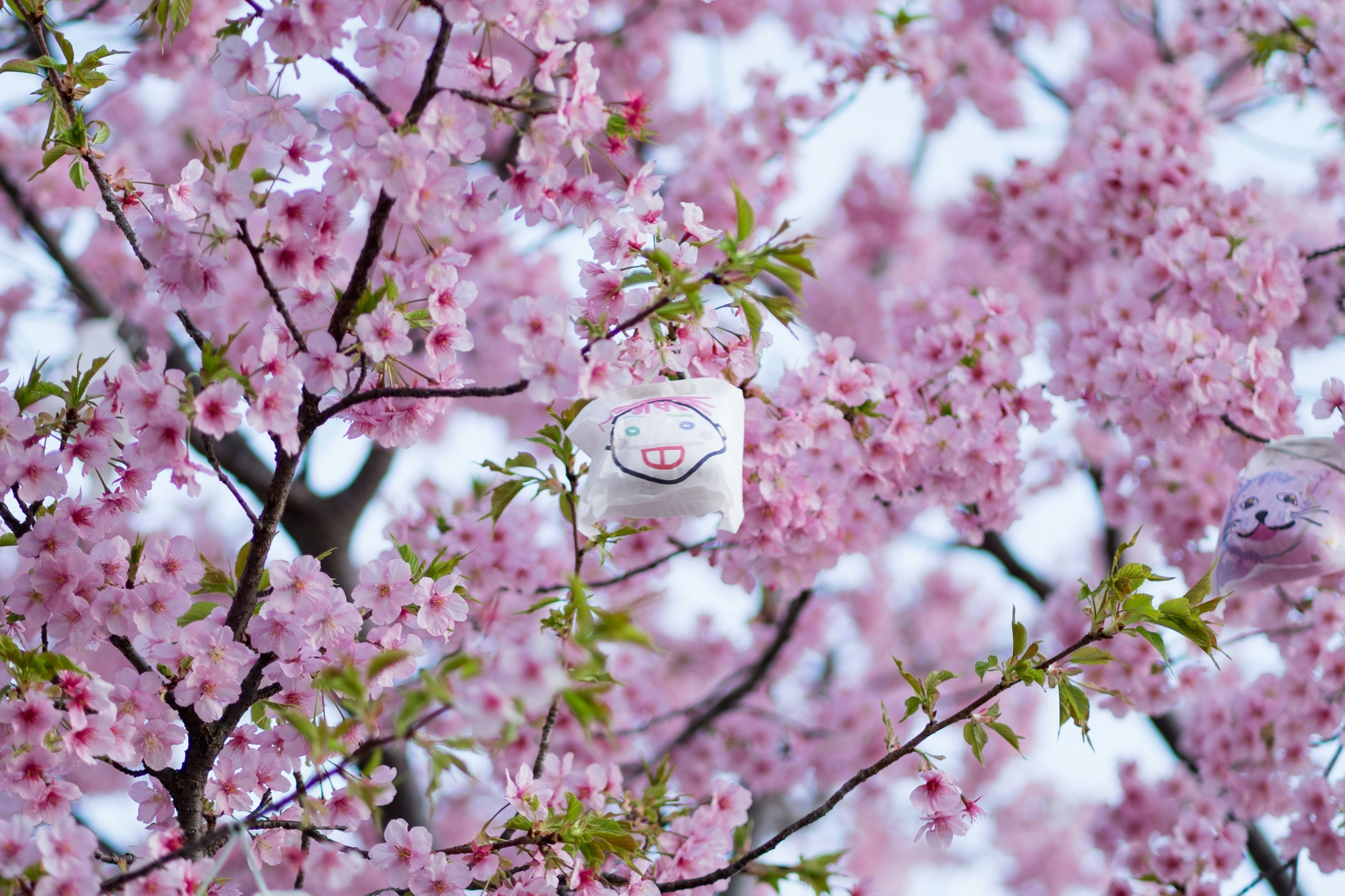 The Cherry Blossoms are the ′′ Hikari no fruit ′′ where participants draw ′′ smile ′′ in the fruit bag and put a LED light inside the tiny bag.