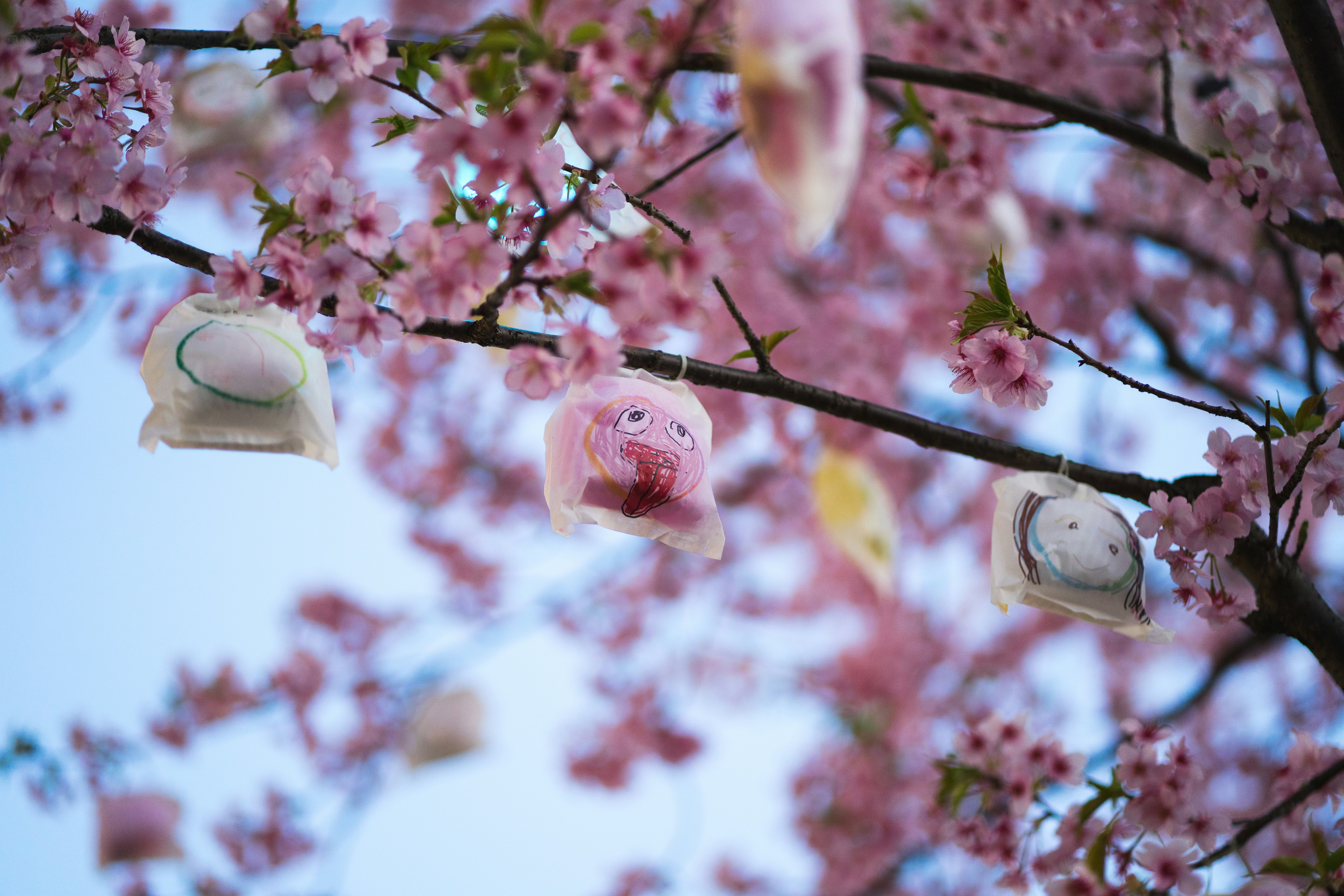 The Cherry Blossoms are the ′′ Hikari no fruit ′′ where participants draw ′′ smile ′′ in the fruit bag and put a LED light inside the tiny bag.