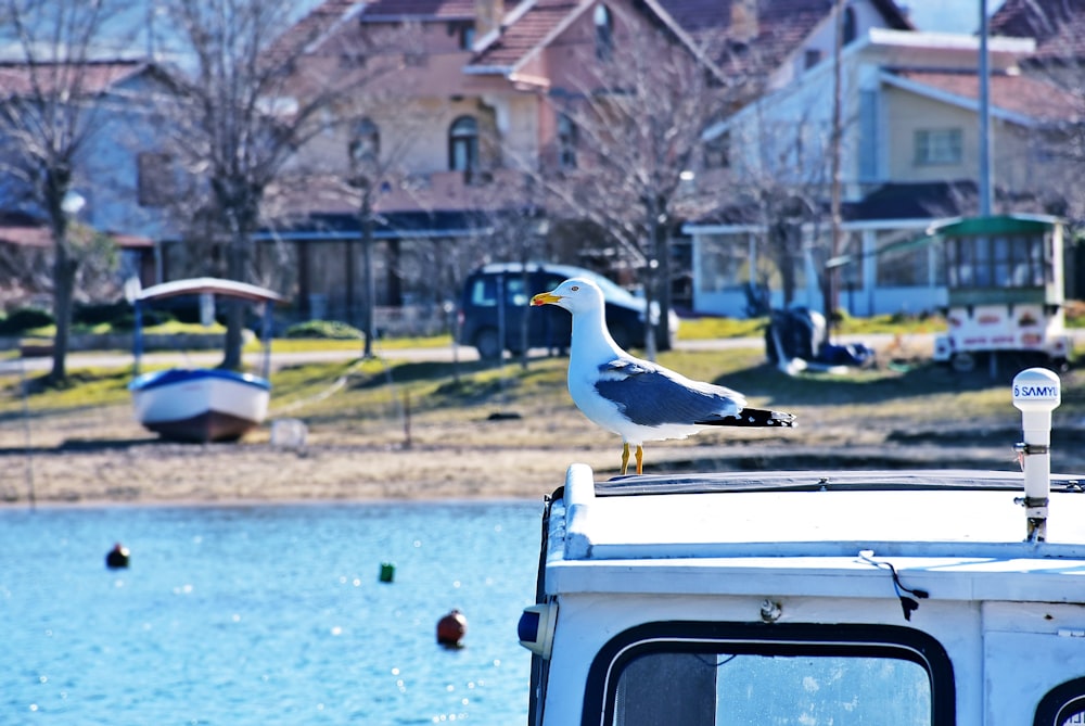 white bird on white car during daytime